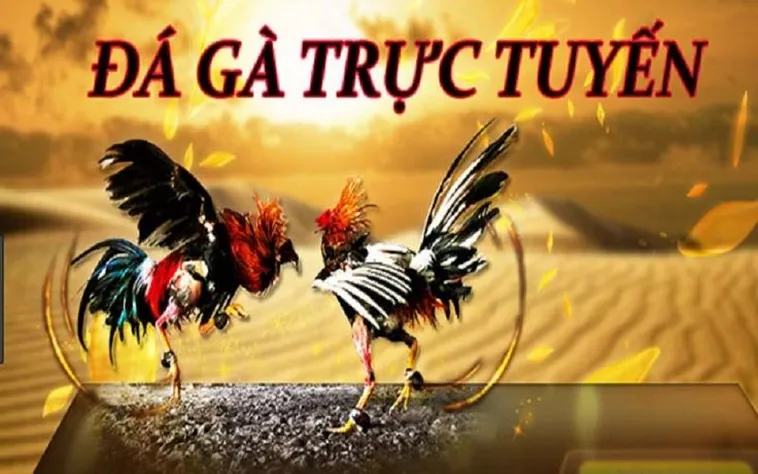 Đá Gà 7Ball Đỉnh Cao Cá Cược Trực Tuyến Hấp Dẫn Nhất Việt Nam